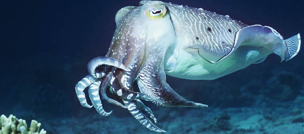 A Fish with Three Hearts: Cuttlefish