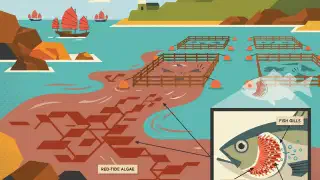 Illustration for Dangerous Red Tide in HongKong