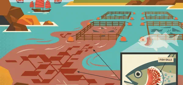 Illustration for Dangerous Red Tide in HongKong