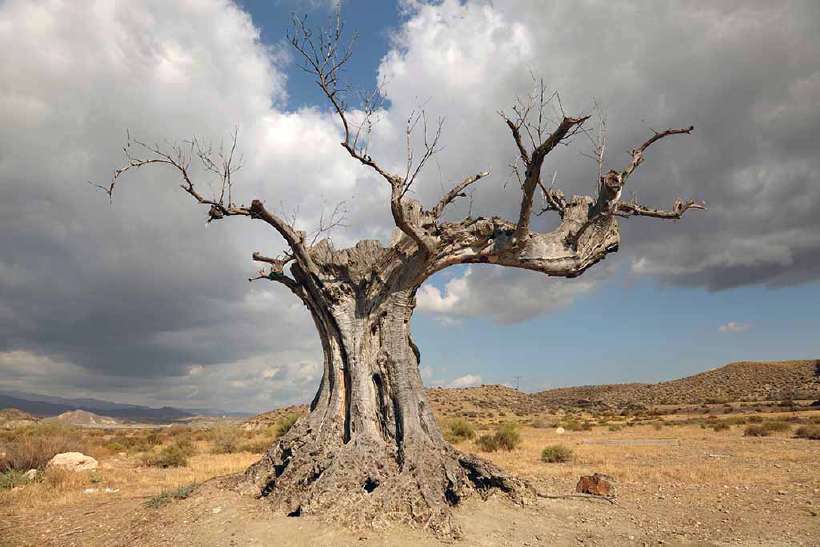 A dead tree in the desert