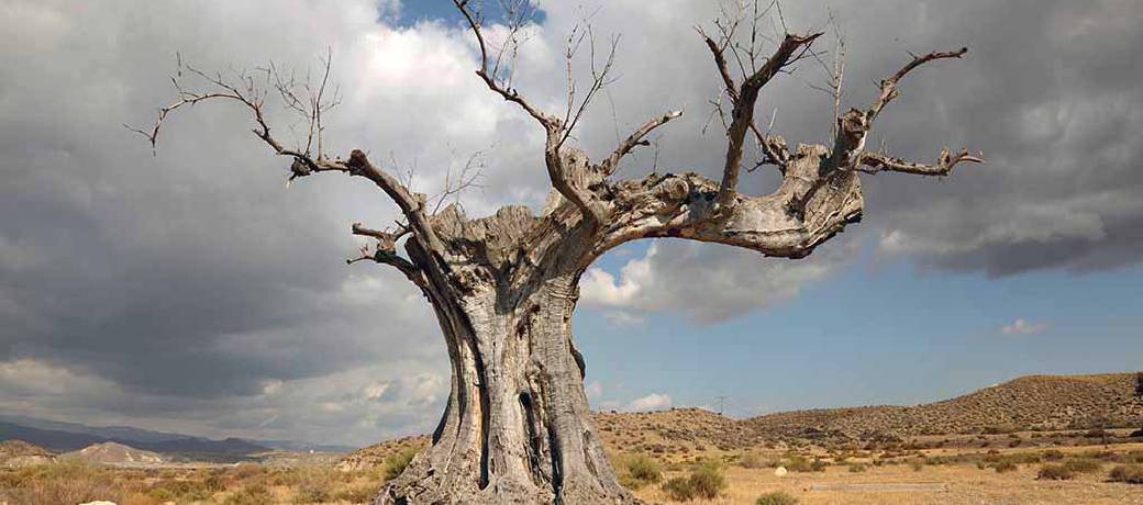 Killing a Tree Softly