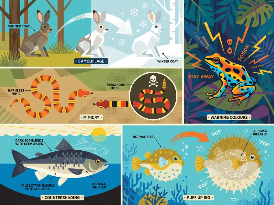 Deception and Mimicry Among Animals to Fool Enemies!