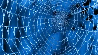 Illustration for How do Spiderwebs Help Skydivers?