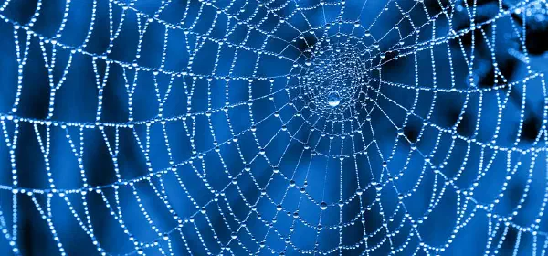 Illustration for How do Spiderwebs Help Skydivers?