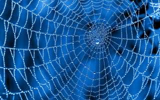 How do Spiderwebs Help Skydivers?