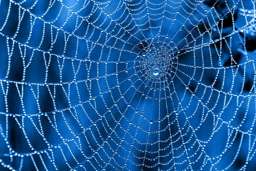 Dew drops on a spiderweb