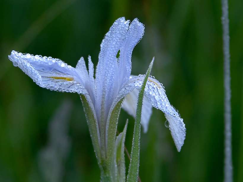 How Does Dew Form?