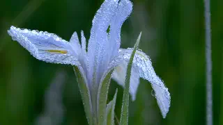 Illustration for How Does Dew Form?