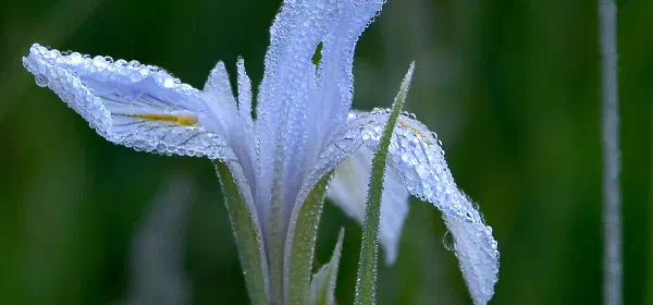 Illustration for How Does Dew Form?