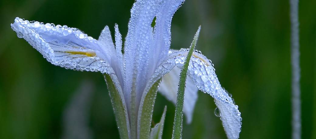 How Does Dew Form?