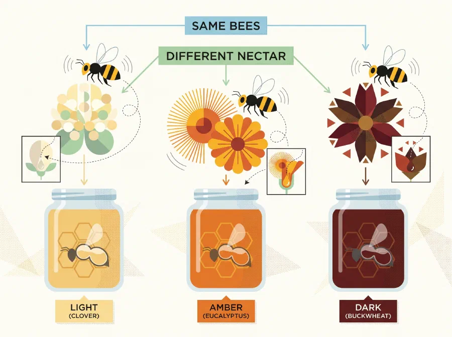 Different Colours of Honey
