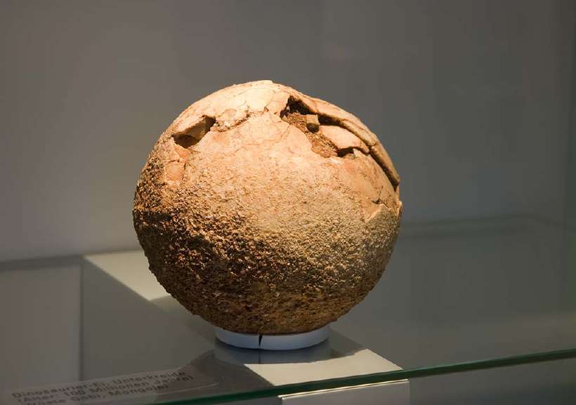 Close to 100 million years old dinosaur egg. Displayed at University of Zurich. [bestimagesevercom](http://www.shutterstock.com/gallery-68798p1.html?cr=00&pl=edit-00) / [Shutterstock.com](http://www.shutterstock.com/?cr=00&pl=edit-00)