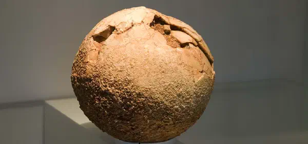 Illustration for Dinosaur eggs Found in Patagonia