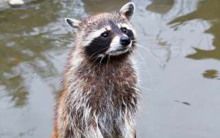 Do Raccoons Wash their Hands Before they Eat?