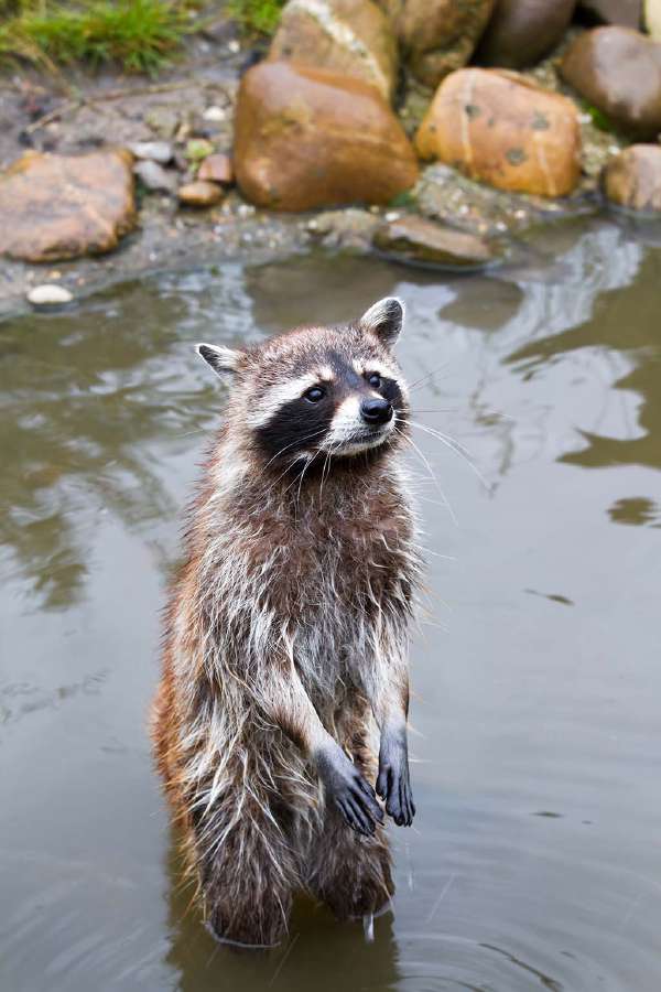 Do raccoons wash their hands before they eat?