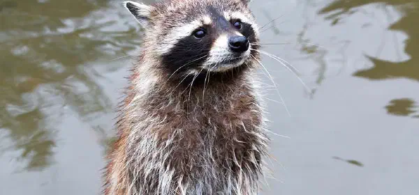 Illustration for Do Raccoons Wash their Hands Before they Eat?