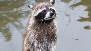 Illustration for Do Raccoons Wash their Hands Before they Eat?