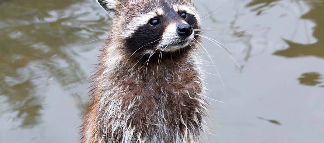 Illustration for Do Raccoons Wash their Hands Before they Eat?