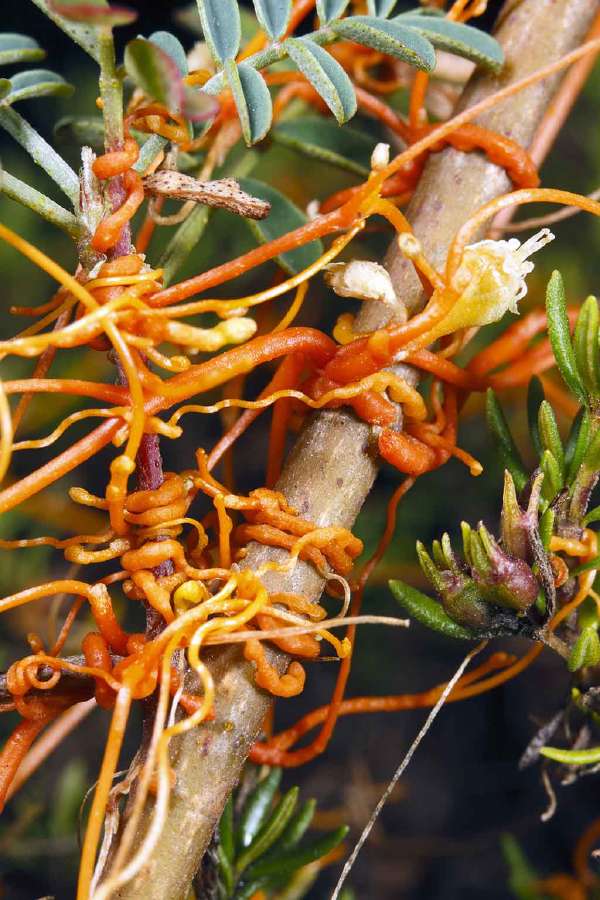 Dodder (Cuscuta americana) is a parasitic climber