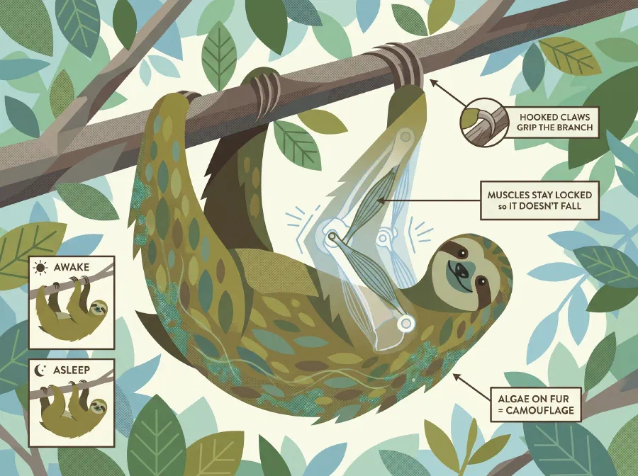 Does a Sloth Live its Entire Life Upside Down?