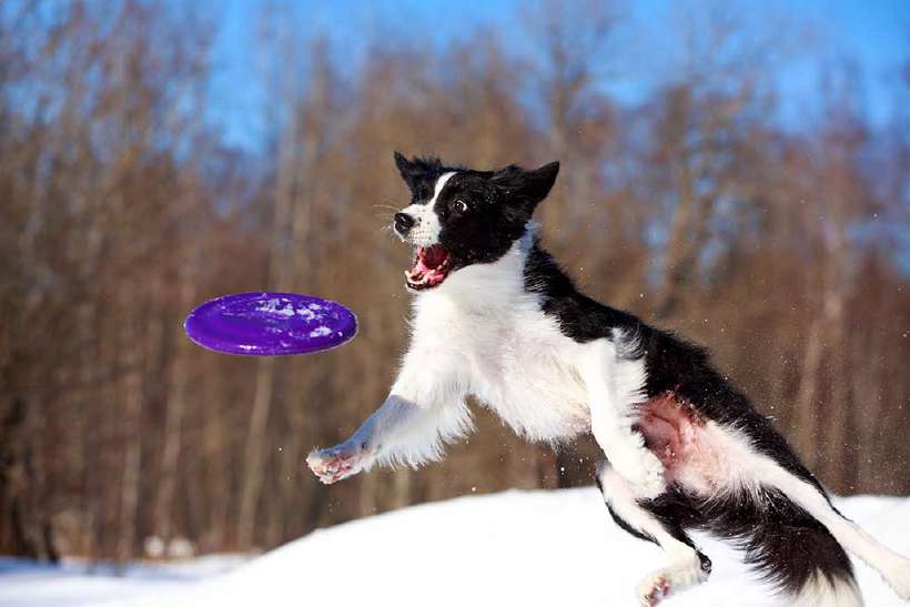 Who Invented the Frisbee?