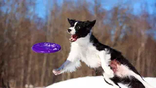 Illustration for Who Invented the Frisbee?