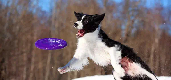 Illustration for Who Invented the Frisbee?