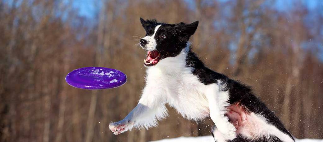 Illustration for Who Invented the Frisbee?