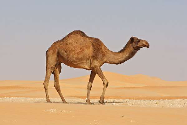 A Dromedary camel in the Rub al Khali or Empty Quarter. Straddling Oman, Saudi Arabia, the UAE and Yemen, this is the largest sand desert in the world.