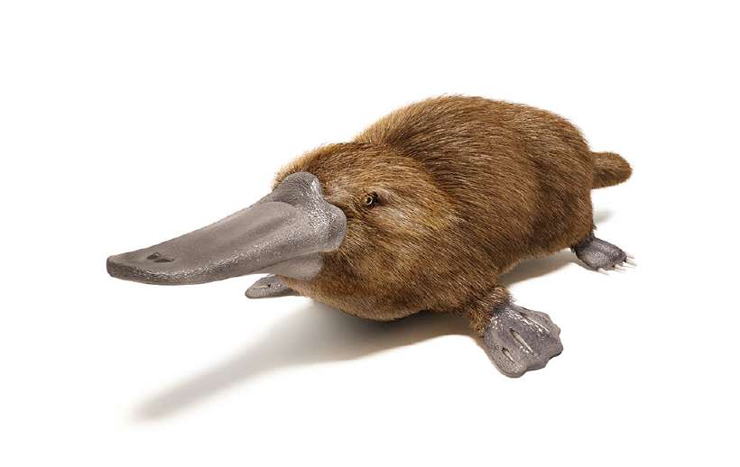 Which Mammal lays Eggs? Buck-billed Platypus of Australia