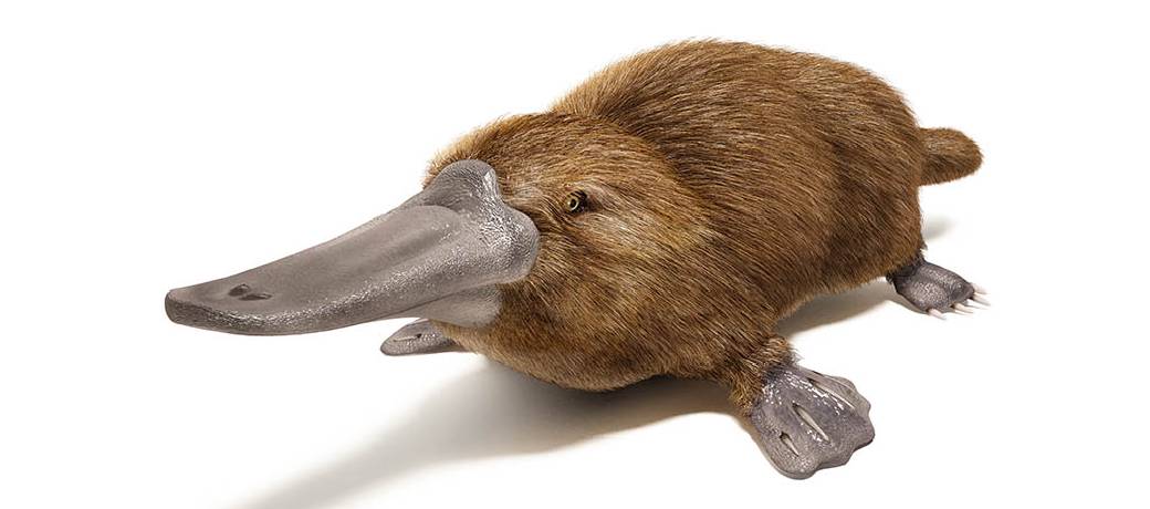 Which Mammal lays Eggs?
