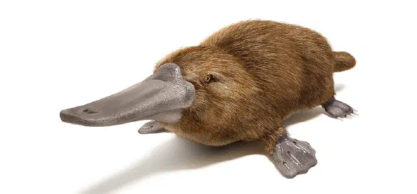 Illustration for Which Mammal lays Eggs?