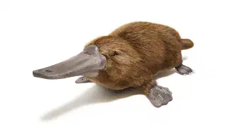 Illustration for Which Mammal lays Eggs?