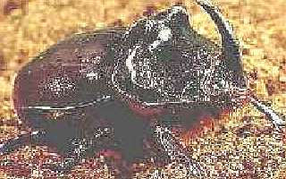 It's a Beetle's World