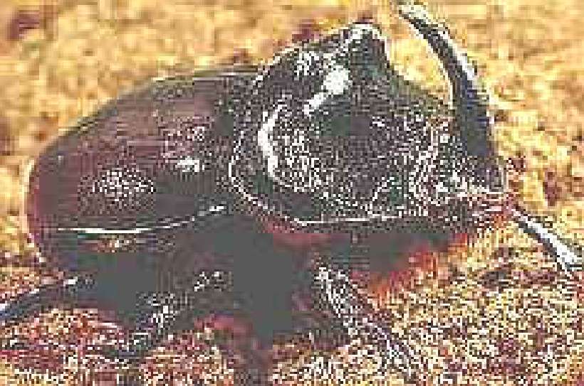 It's a Beetle's World []