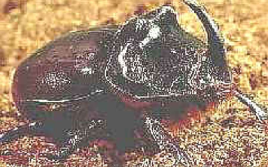 It's a Beetle's World