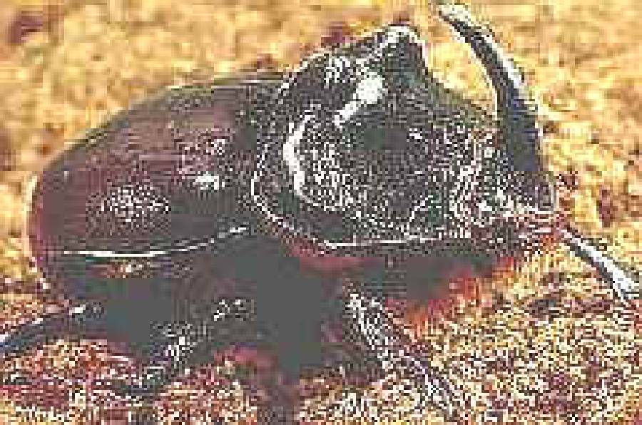 It's a Beetle's World []