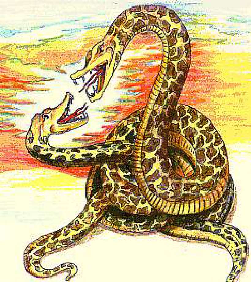 Anacondas [Illustrations by Amarjeet Malik]