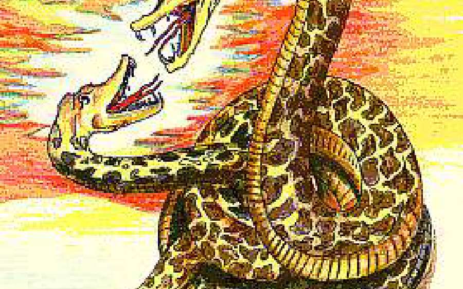 Anacondas