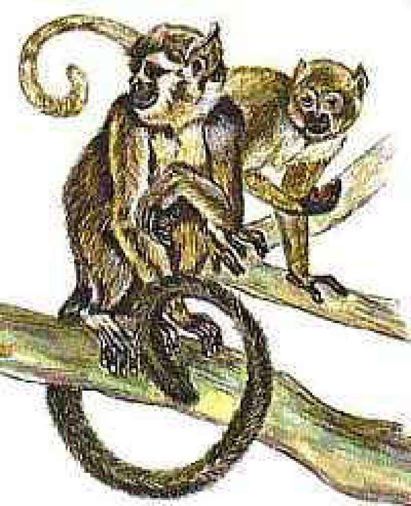 So Many Monkeys! [Illustrations by D. K. Sharma & Amarjeet Malik]