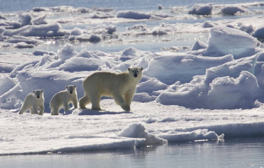 Global Warming: Melting kingdom of the Polar Bear [Photographs by Ashok K Vaish and his co-expeditionists Larry Porter and Darrell Gulin]