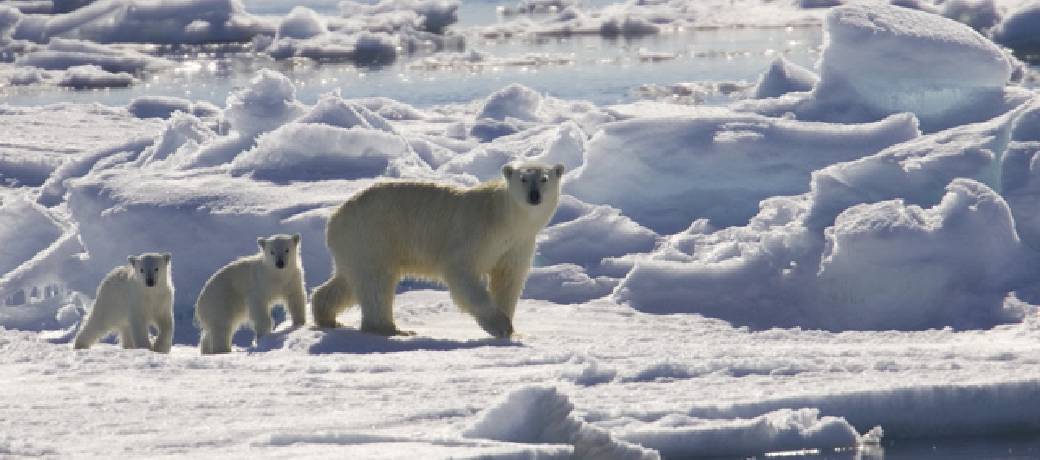 Global Warming: Melting kingdom of the Polar Bear
