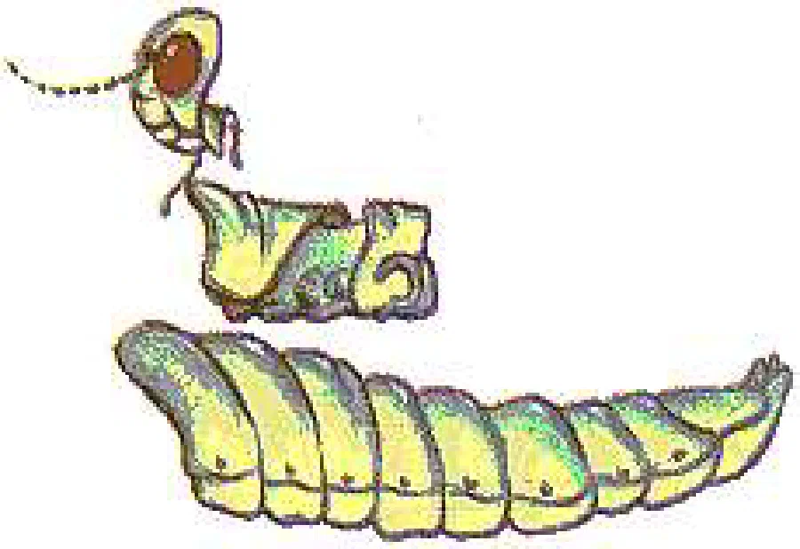 The