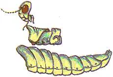 The