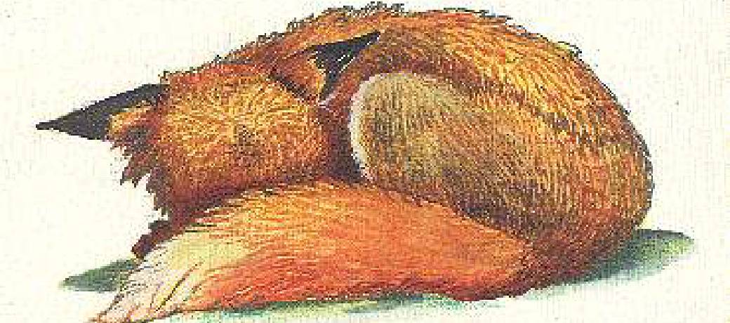 Fox