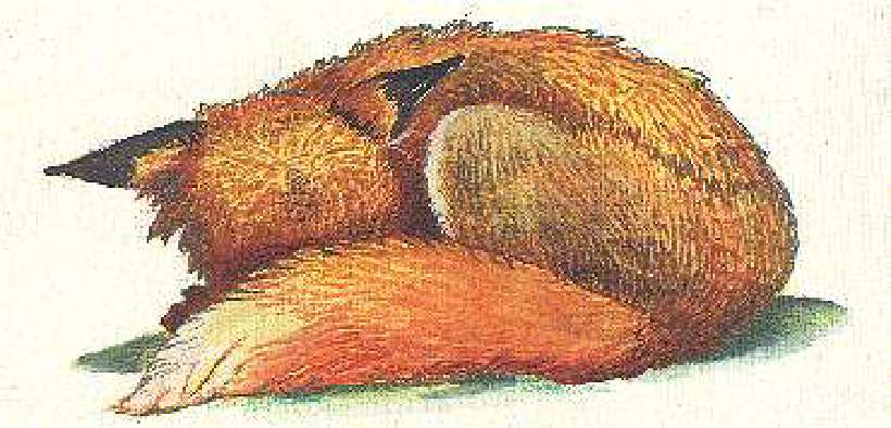 Fox [Illustrations by Amarjeet Malik]