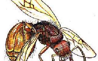 The Tiny World of Ants