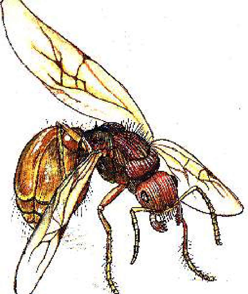 The Tiny World of Ants [Illustrations by Amarjeet Malik]