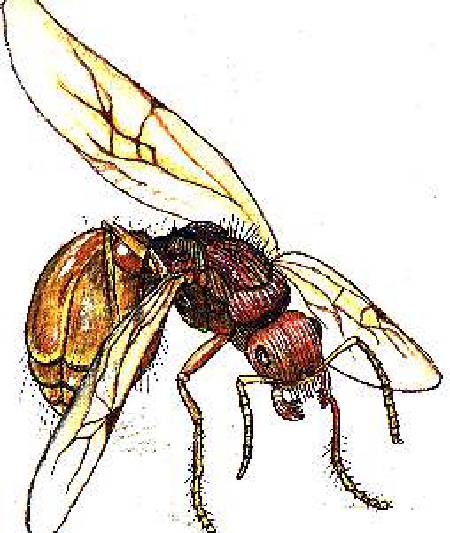 The Tiny World of Ants [Illustrations by Amarjeet Malik]