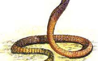 The Deadly King Cobra